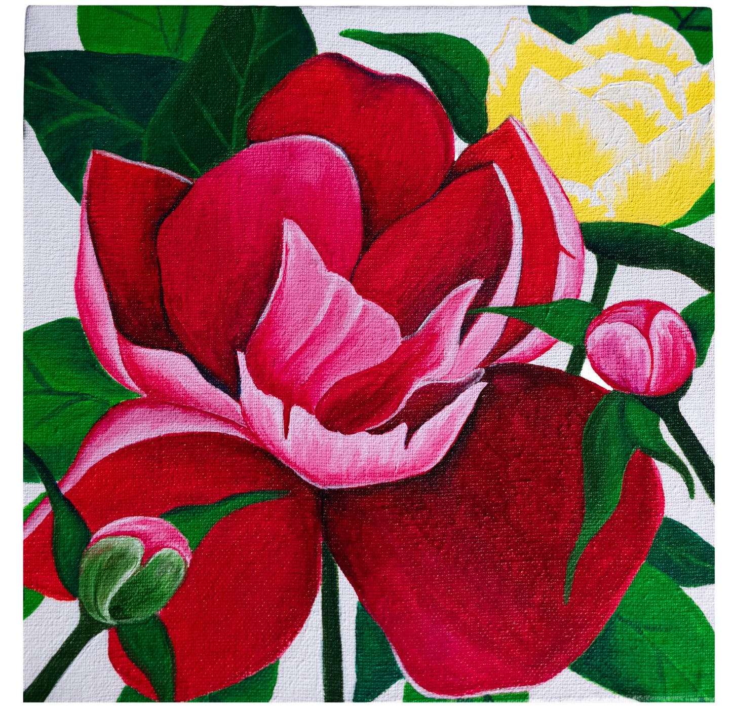 Peonies | Paeonia