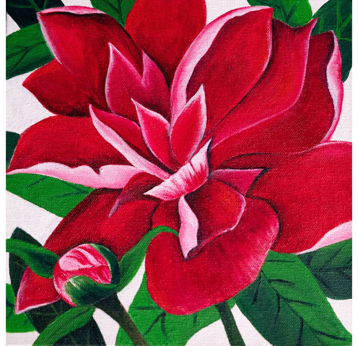 Peonies | Paeonia