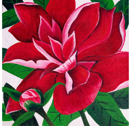 Peonies | Paeonia